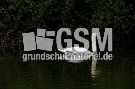 Höckerschwan (7 von 11).jpg